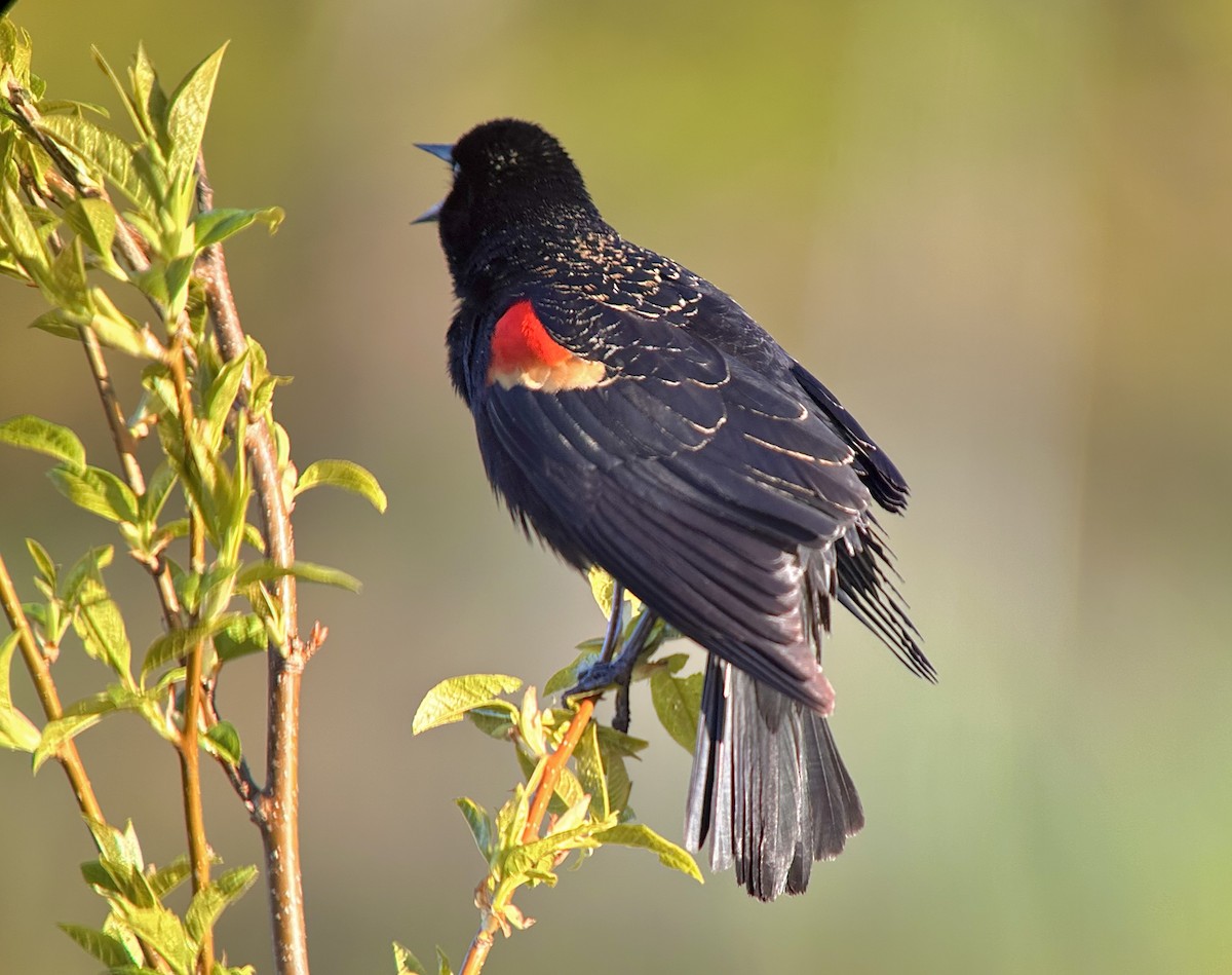 Red-winged Blackbird - ML618272618