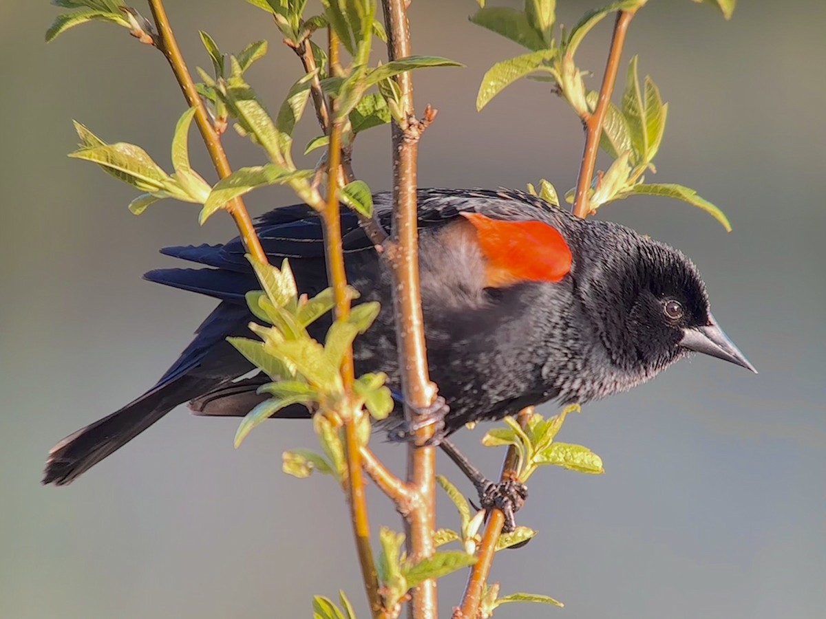 Red-winged Blackbird - Detlef Buettner