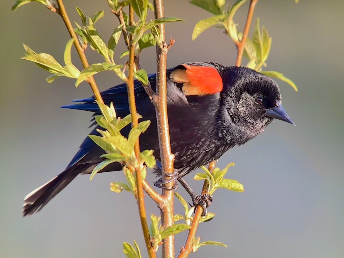 Red-winged Blackbird - ML618272623