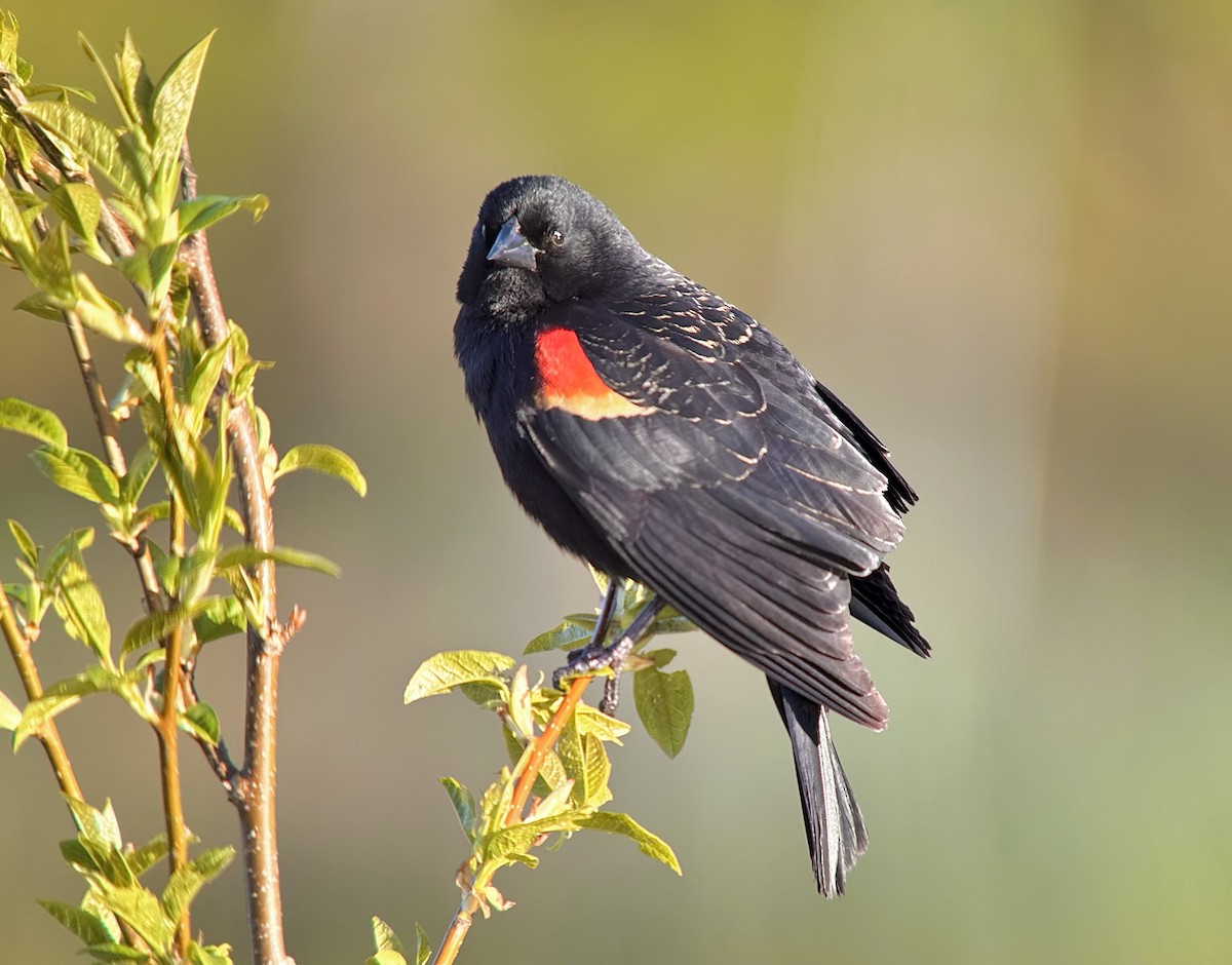 Red-winged Blackbird - ML618272627