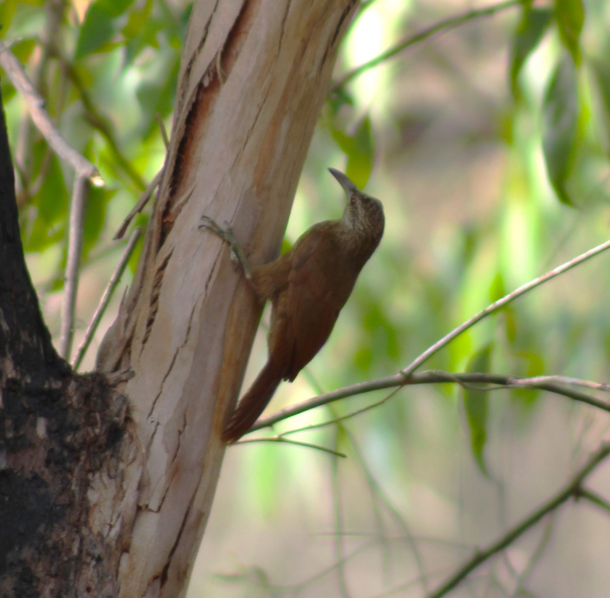 Strong-billed Woodcreeper - ML618272651