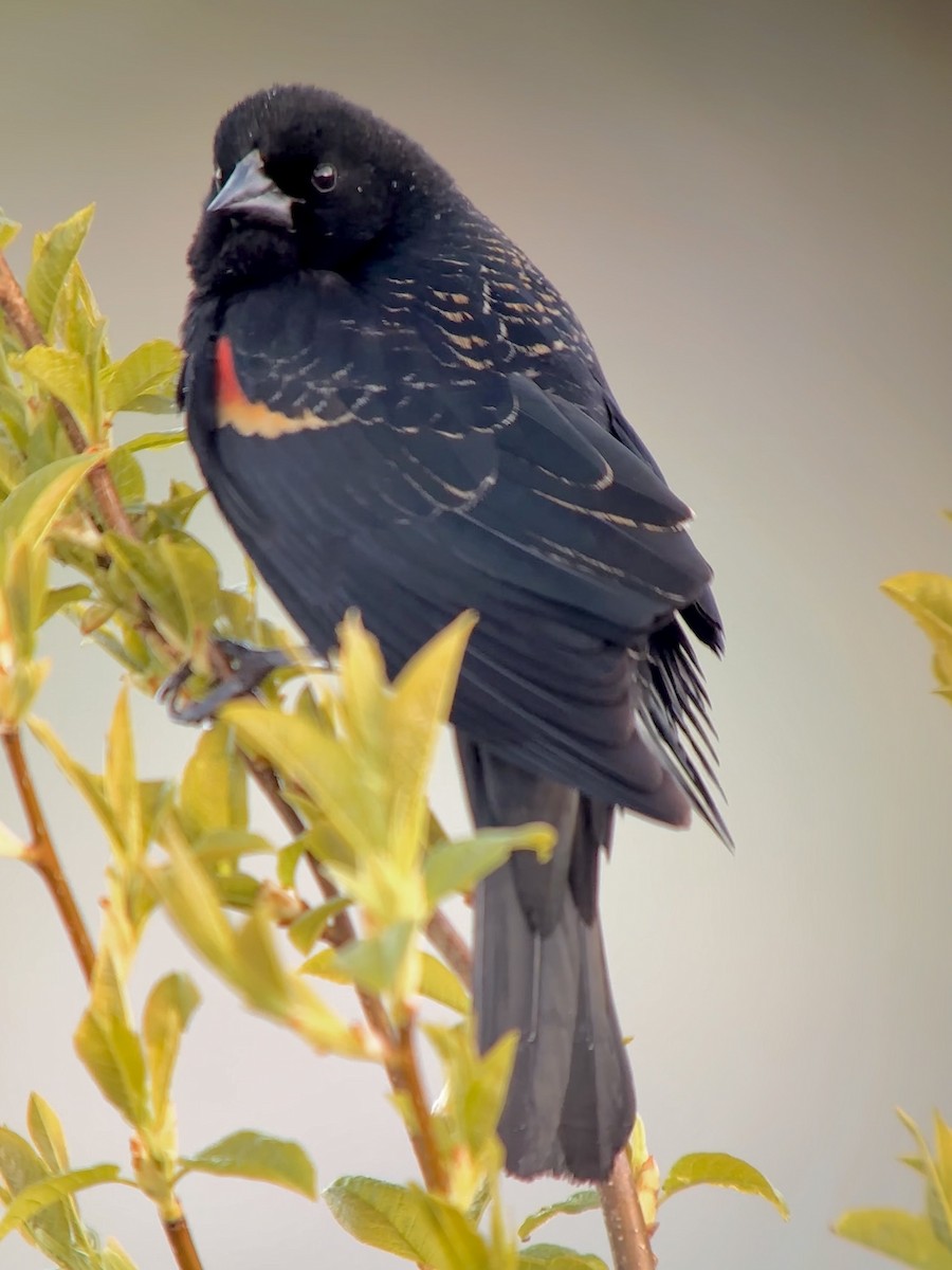 Red-winged Blackbird - ML618272667