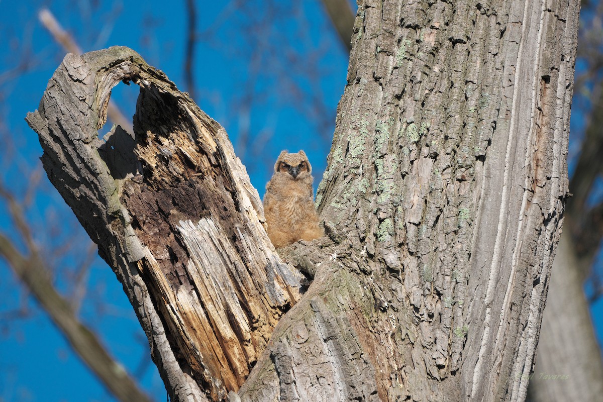 Great Horned Owl - Paul Tavares