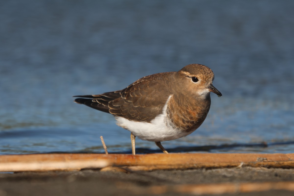 Rufous-chested Dotterel - ML618272683