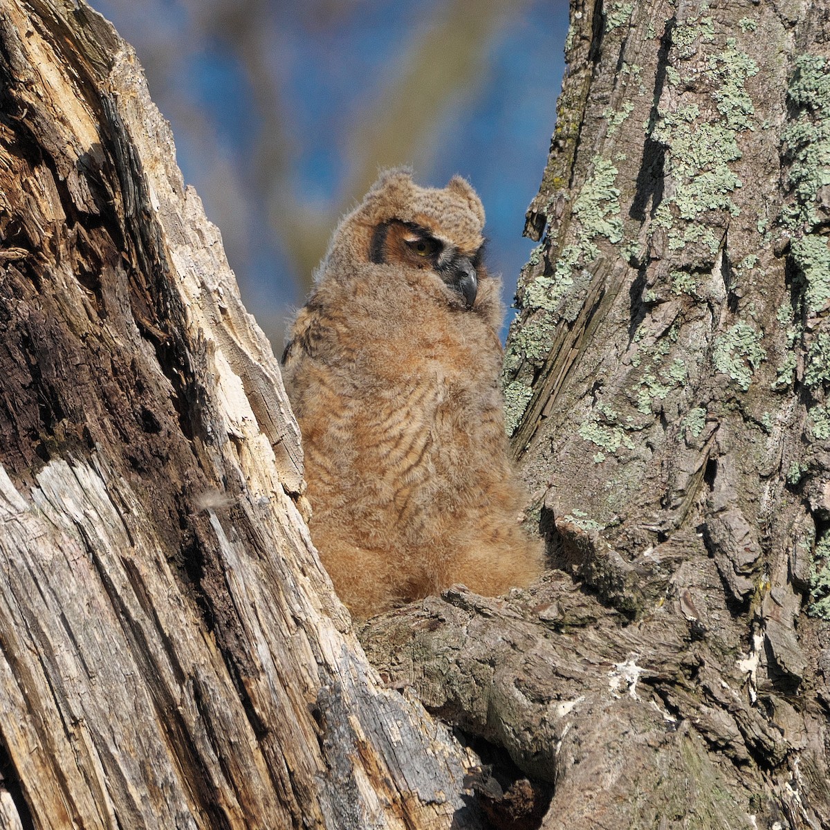 Great Horned Owl - ML618272689