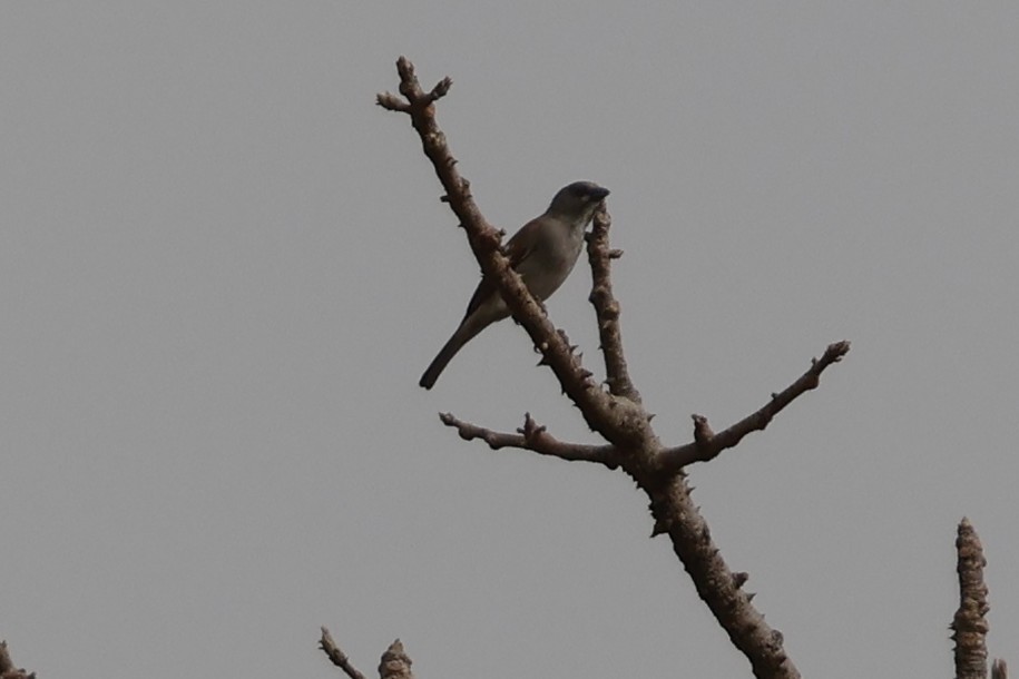 Northern Gray-headed Sparrow - ML618272735