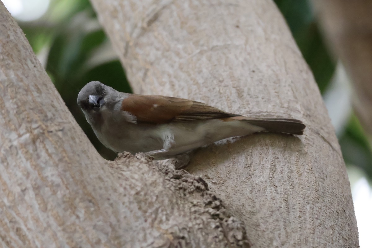 Northern Gray-headed Sparrow - ML618272736