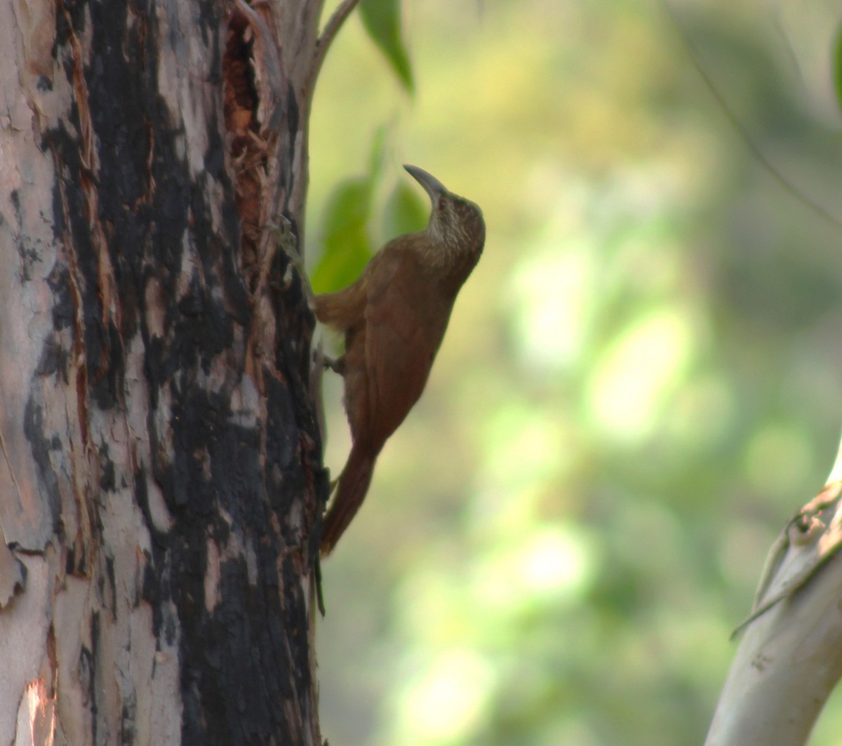 Strong-billed Woodcreeper - ML618272742