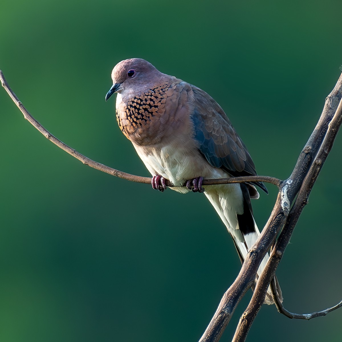 Laughing Dove - ML618272752