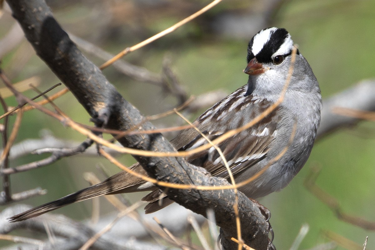 White-crowned Sparrow (oriantha) - ML618272774