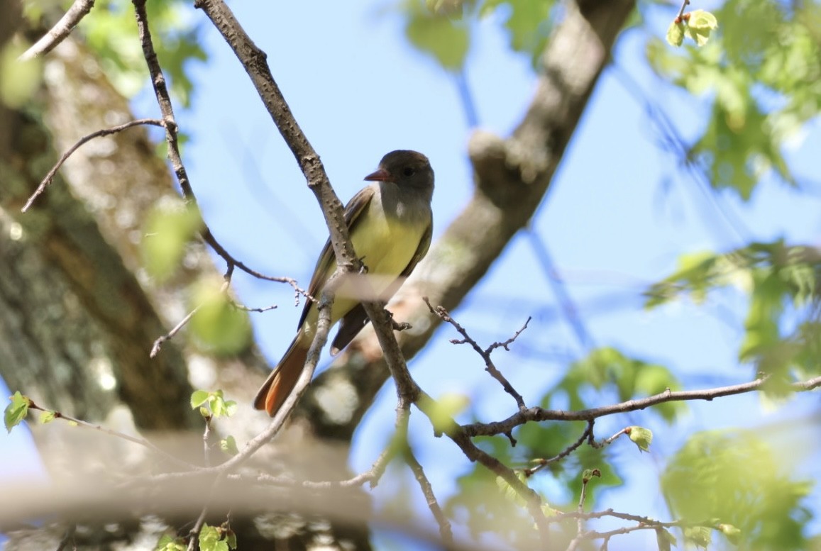 Great Crested Flycatcher - ML618272827