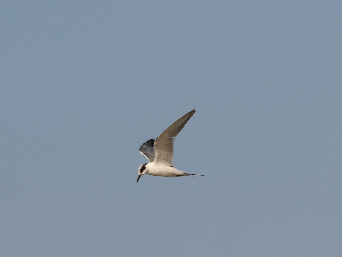 Forster's Tern - Doug Lithgow