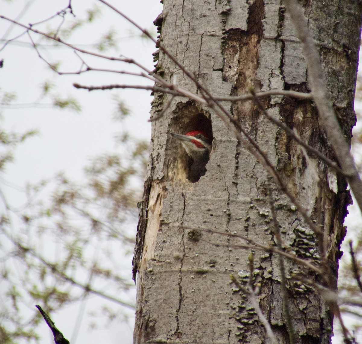 Pileated Woodpecker - ML618272839