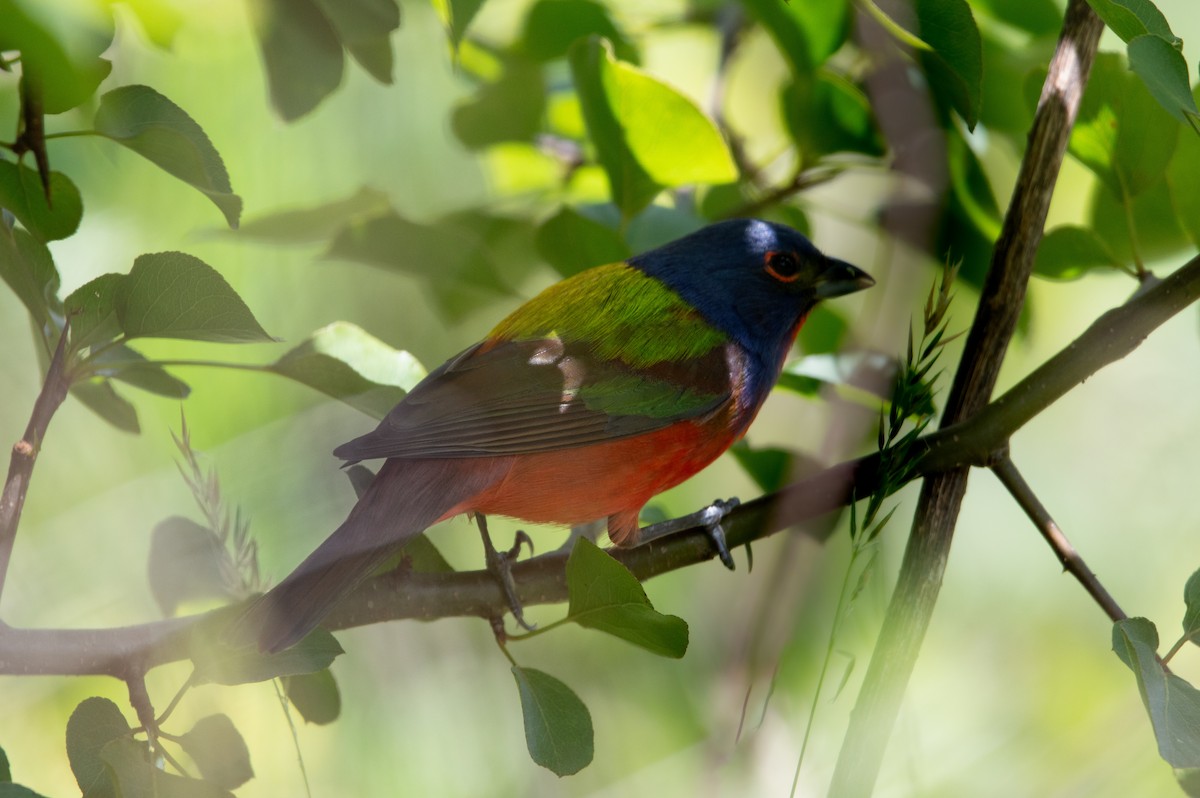 Painted Bunting - ML618272845