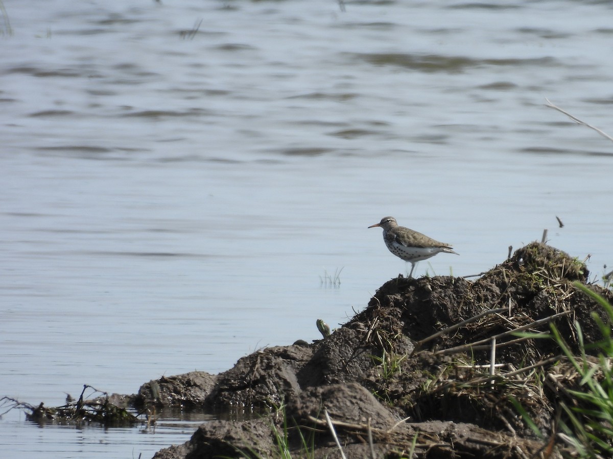 Spotted Sandpiper - Kelly Ormesher