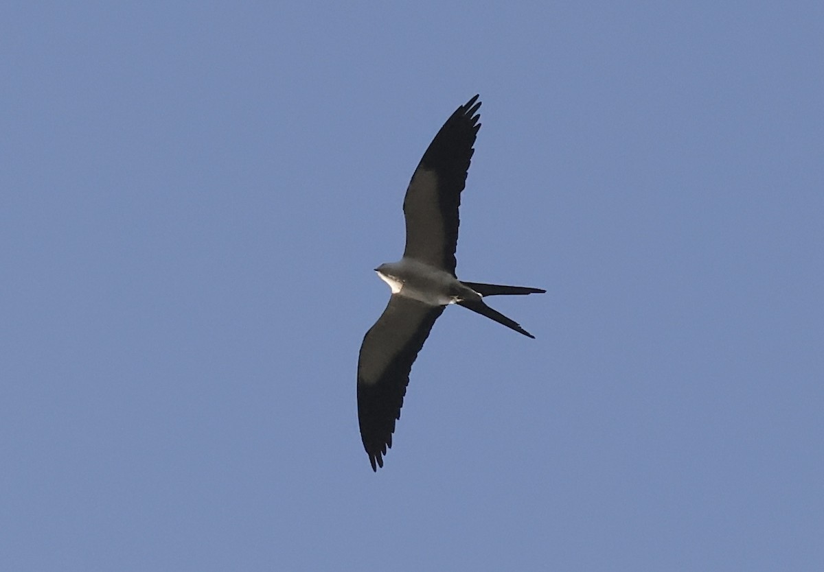 Swallow-tailed Kite - ML618272900