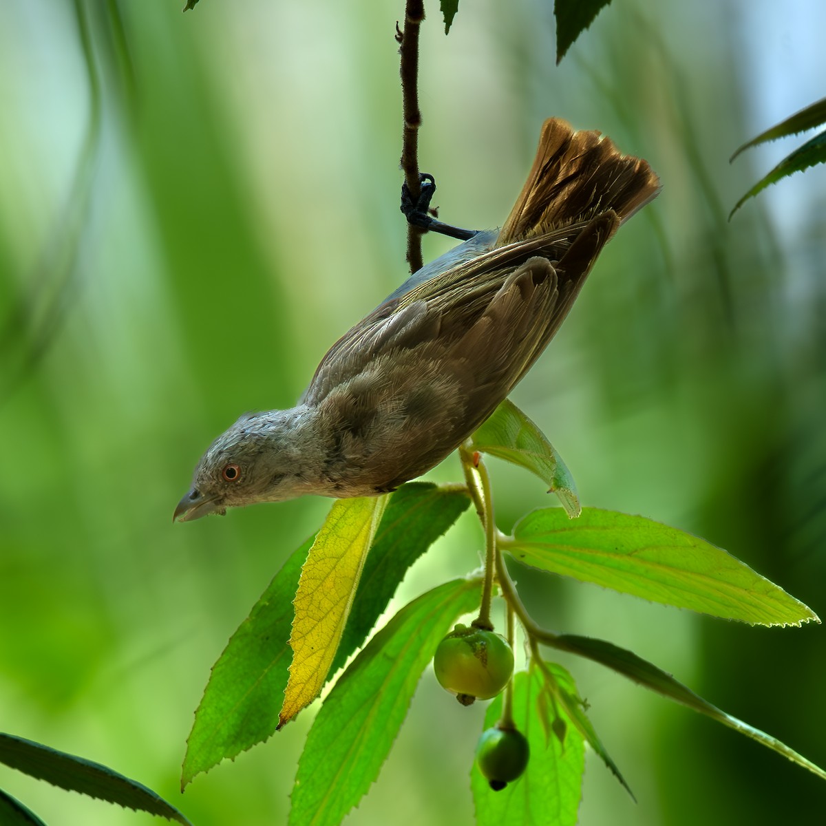 Thick-billed Flowerpecker - Kalyan Gantait
