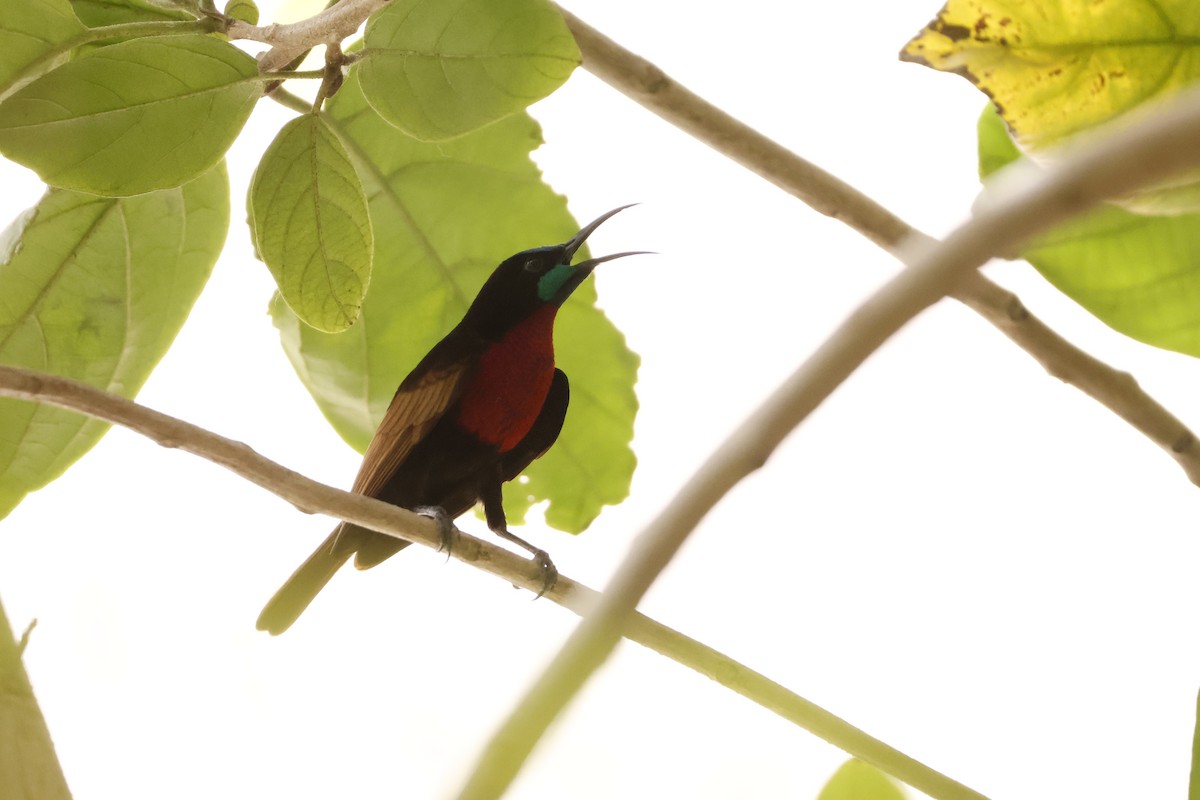 Scarlet-chested Sunbird - ML618272917