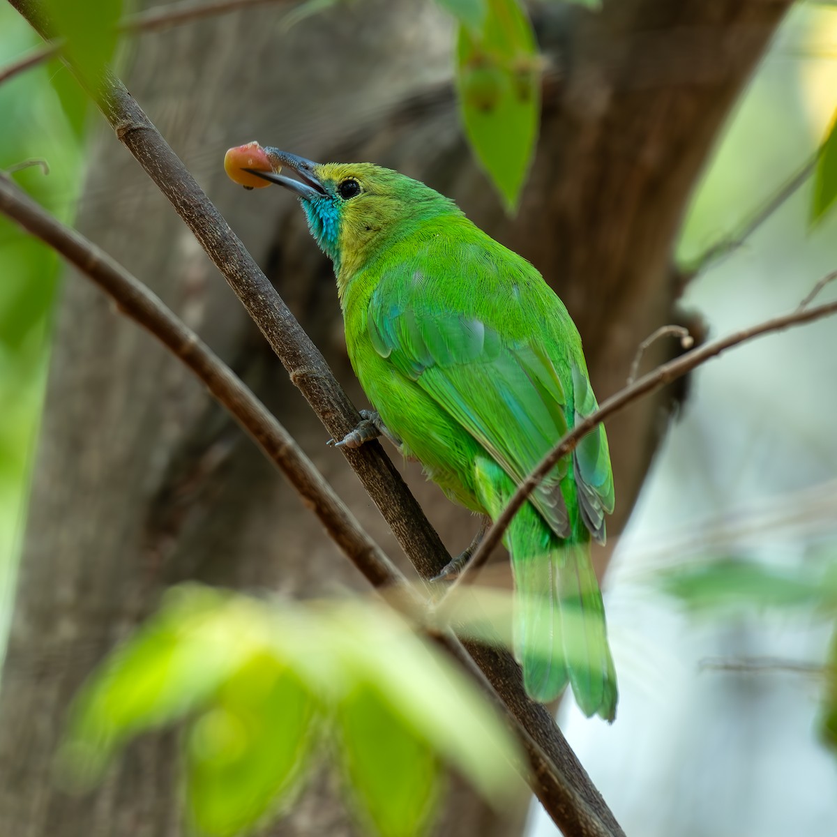 Jerdon's Leafbird - Kalyan Gantait