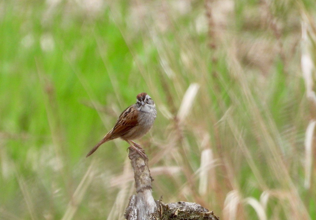 Swamp Sparrow - Pat Hare