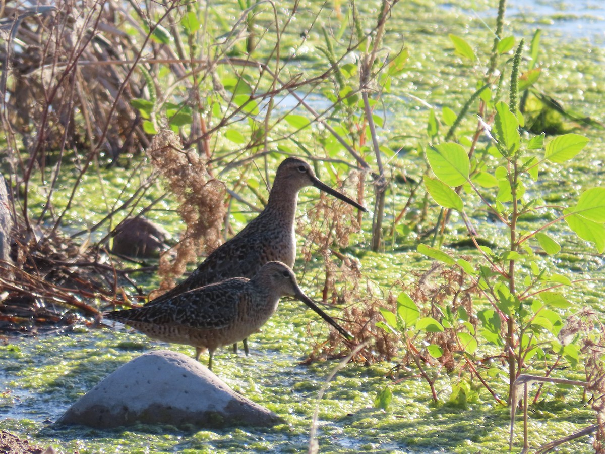 Long-billed Dowitcher - ML618272945
