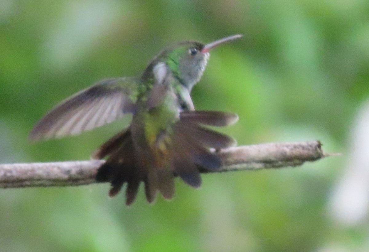 kolibřík zrcadlový - ML618272954