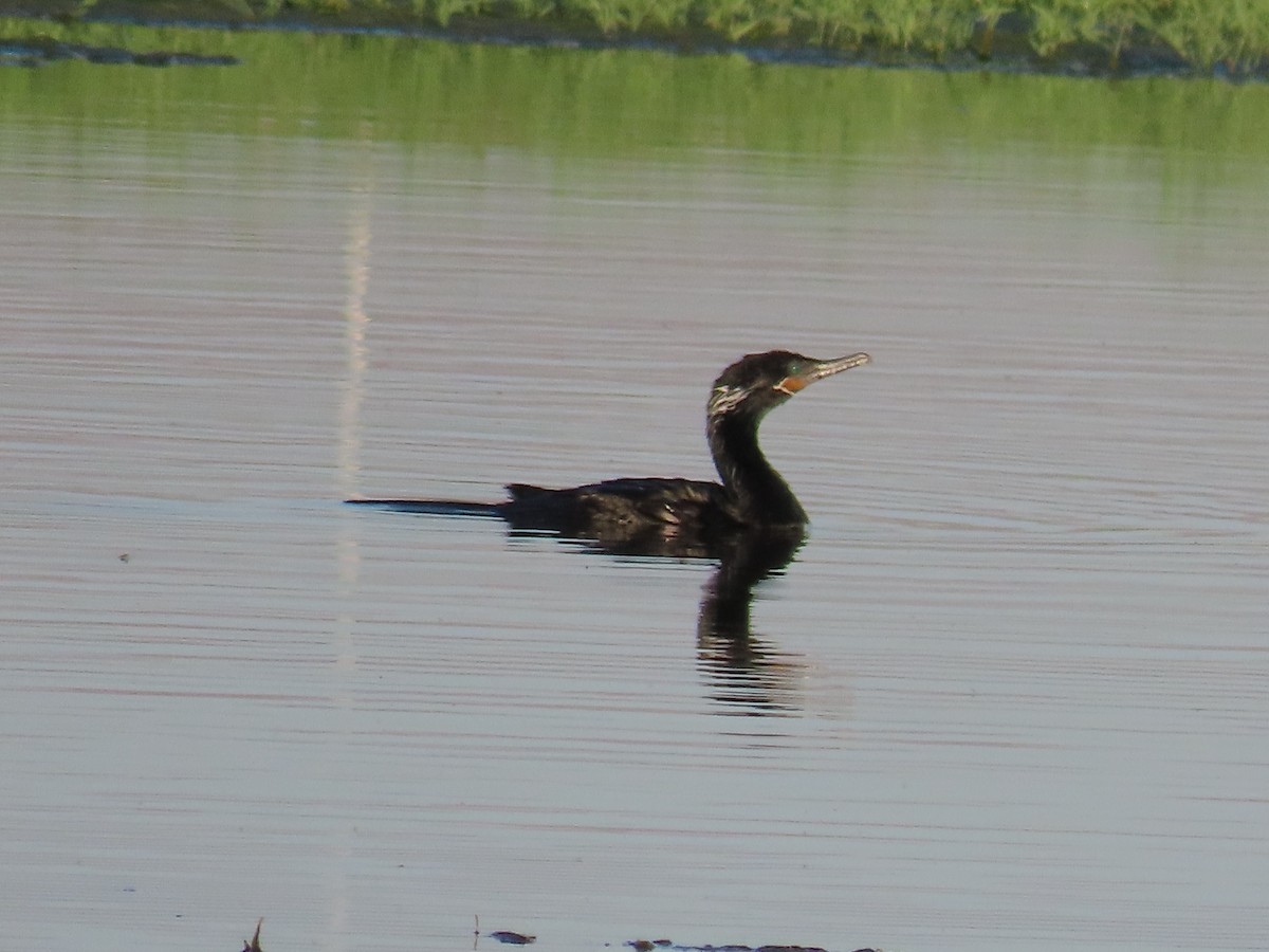 Neotropic Cormorant - Anne (Webster) Leight