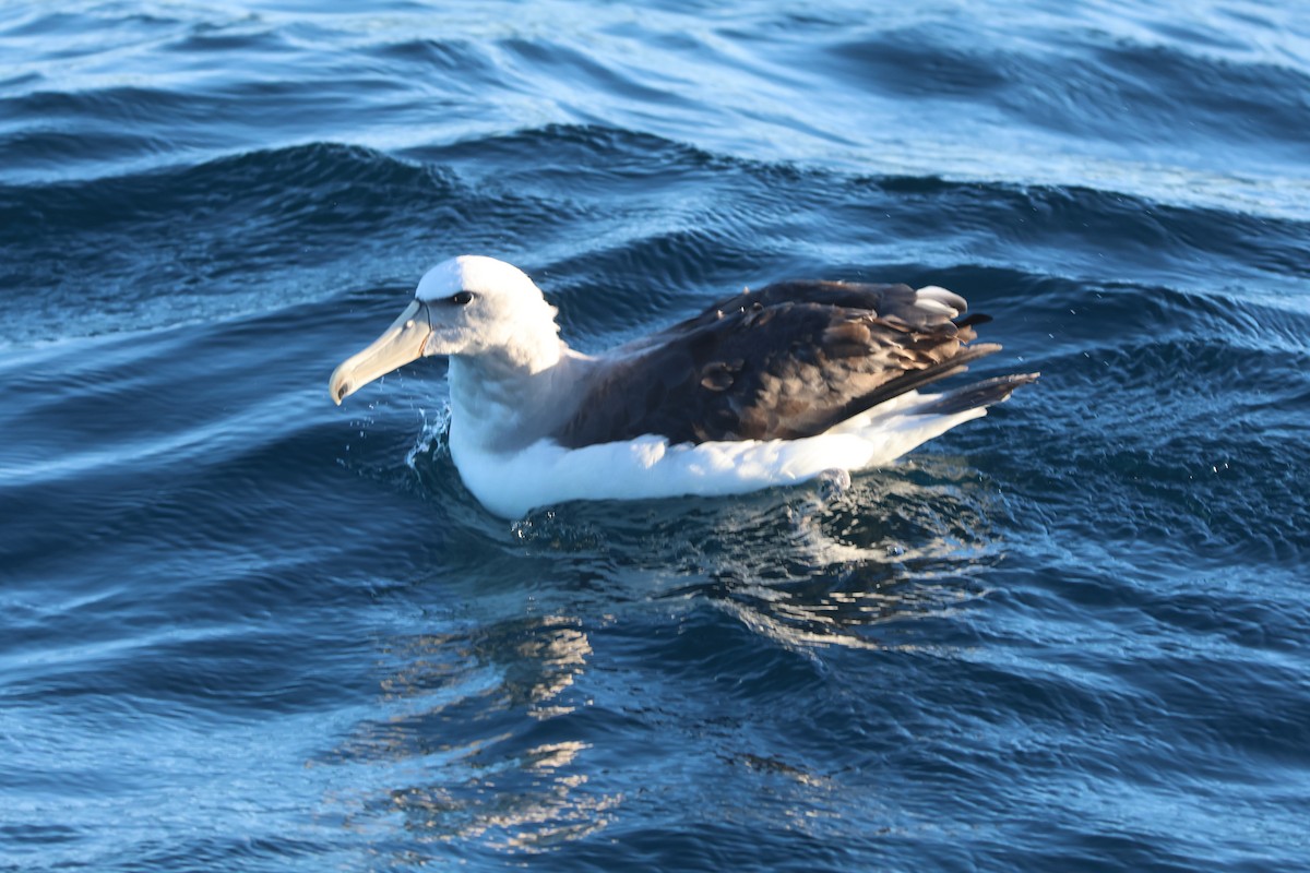 Salvin's Albatross - carlos grande flores