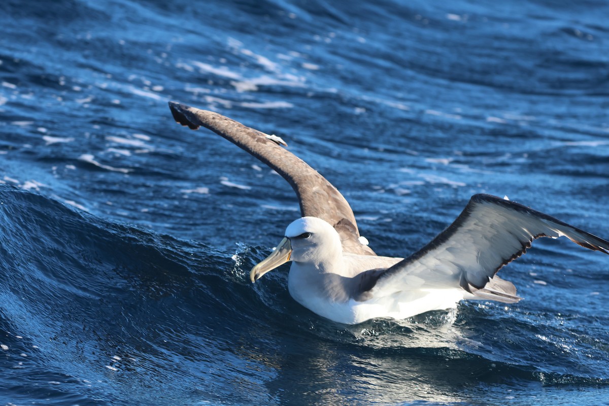 Salvin's Albatross - ML618272990