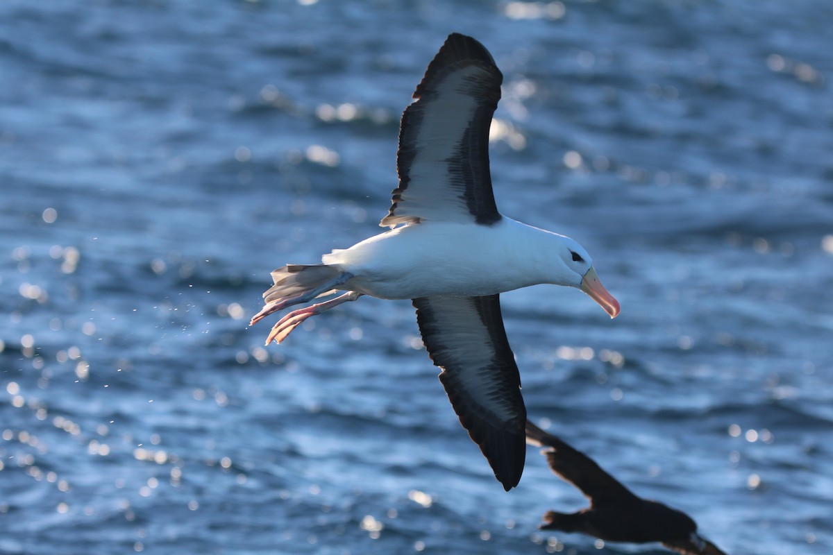 Black-browed Albatross (Black-browed) - ML618273007