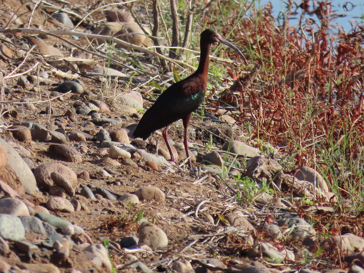 White-faced Ibis - Anne (Webster) Leight