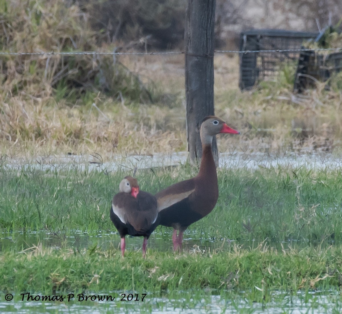 Black-bellied Whistling-Duck - Thomas Brown