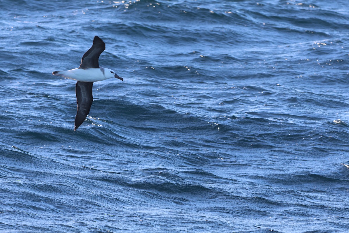 Albatros à sourcils noirs (melanophris) - ML618273011