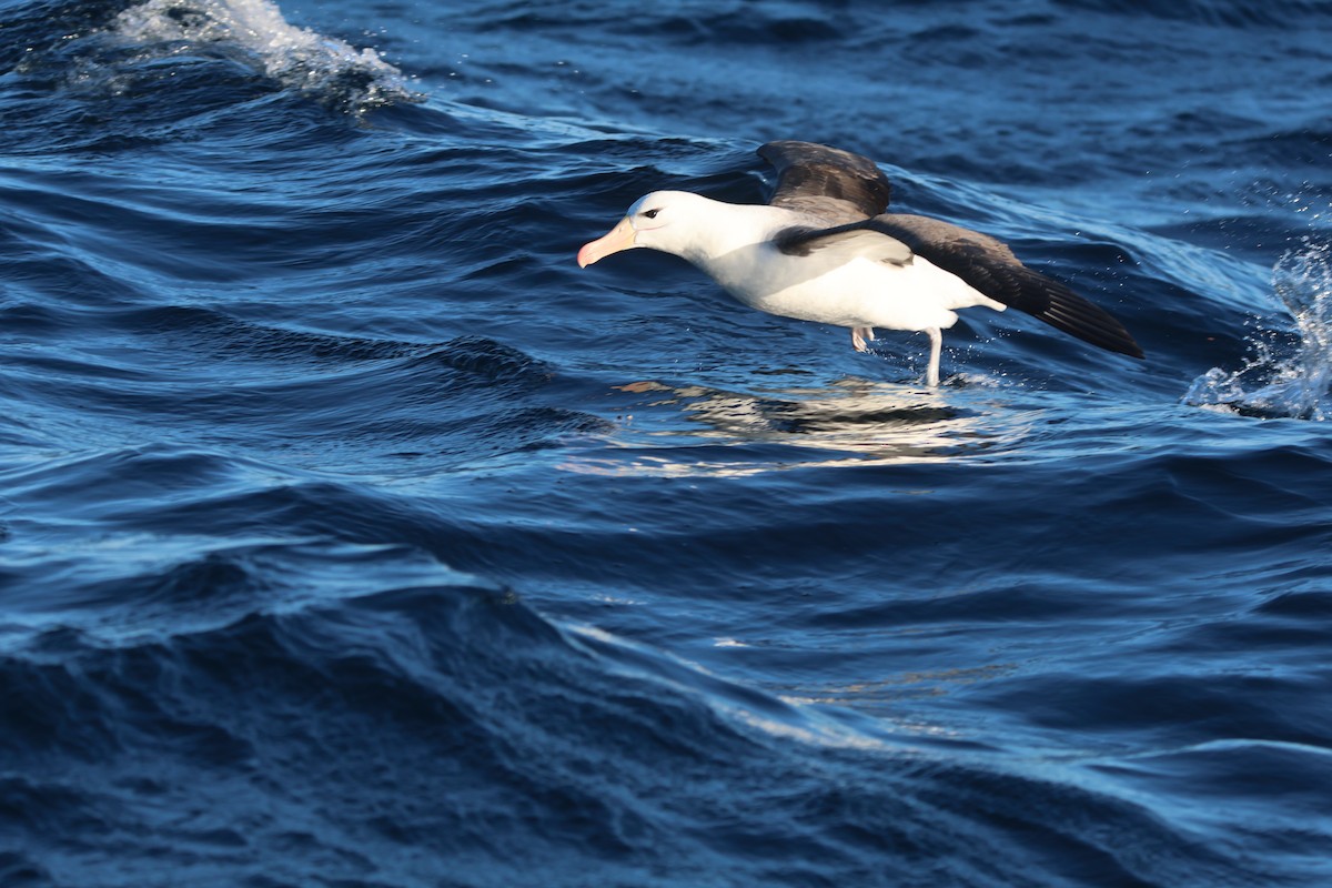 albatros černobrvý (ssp. melanophris) - ML618273016