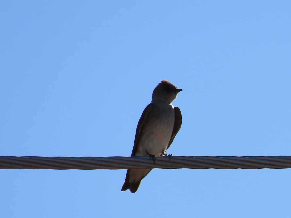 Northern Rough-winged Swallow - Anne (Webster) Leight