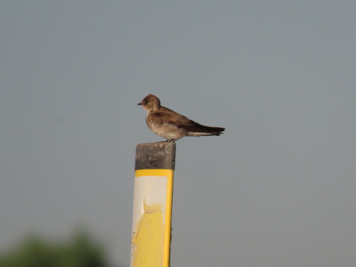 Northern Rough-winged Swallow - ML618273019