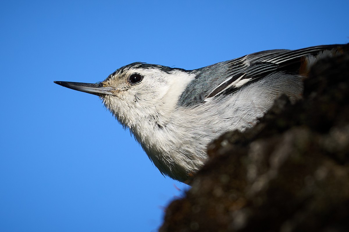 White-breasted Nuthatch - Julie Laity