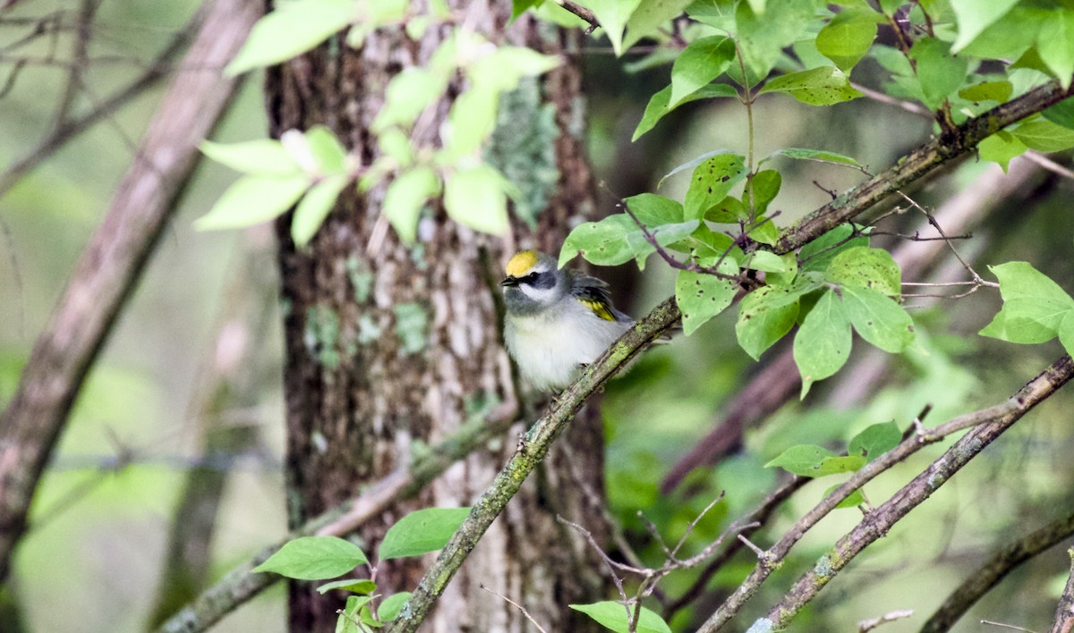 Golden-winged Warbler - Rickey Shive