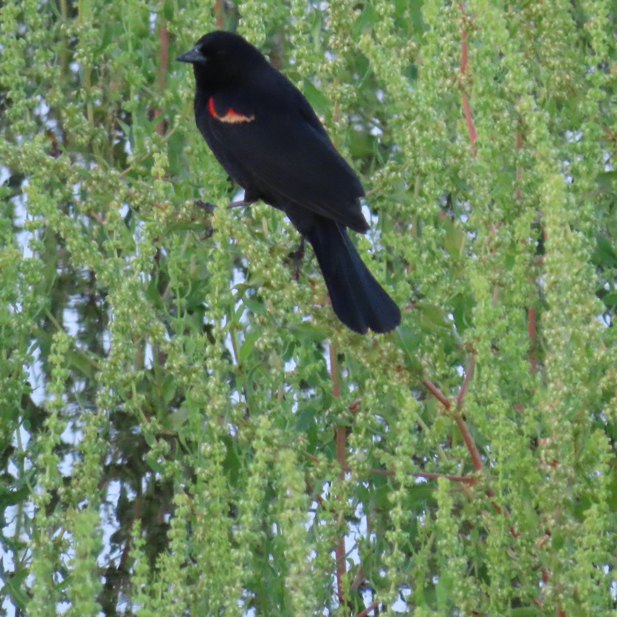 Red-winged Blackbird - ML618273051
