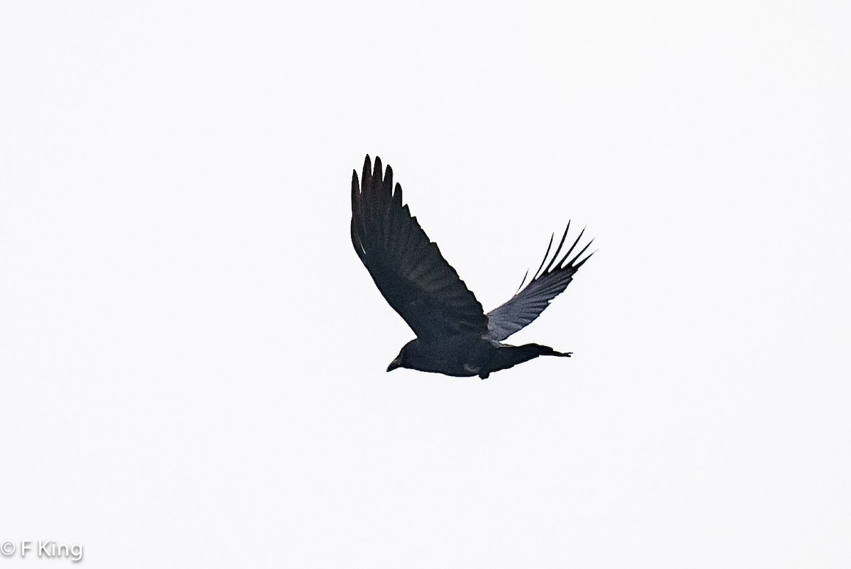 American Crow - ML618273071