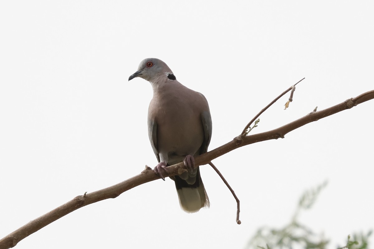 Red-eyed Dove - ML618273076