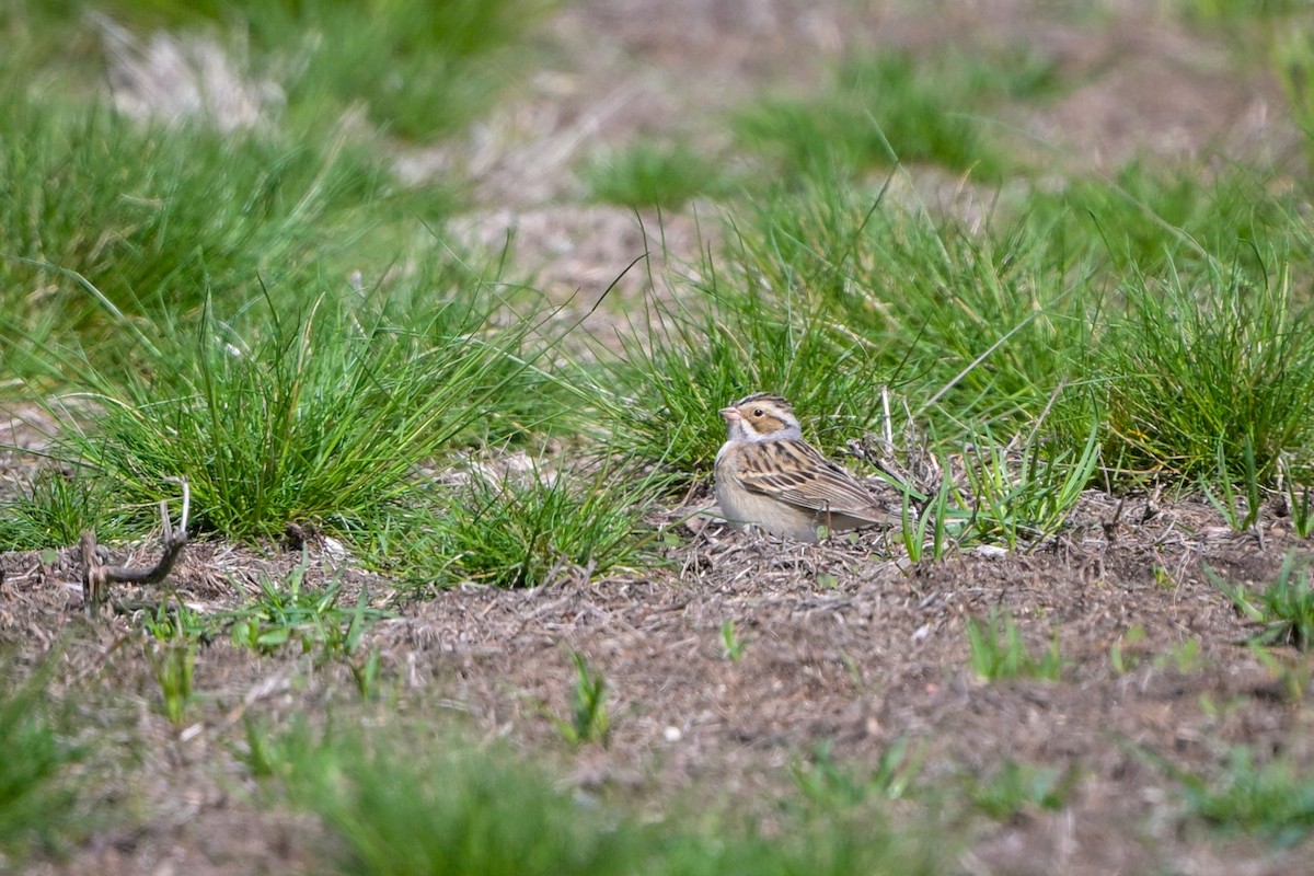 Clay-colored Sparrow - ML618273092