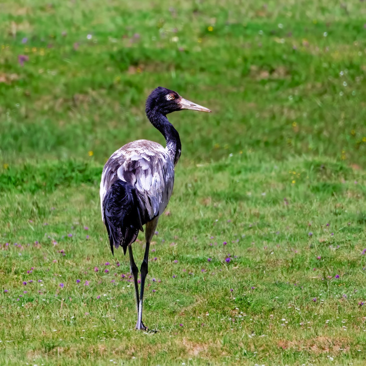 Black-necked Crane - ML618273097