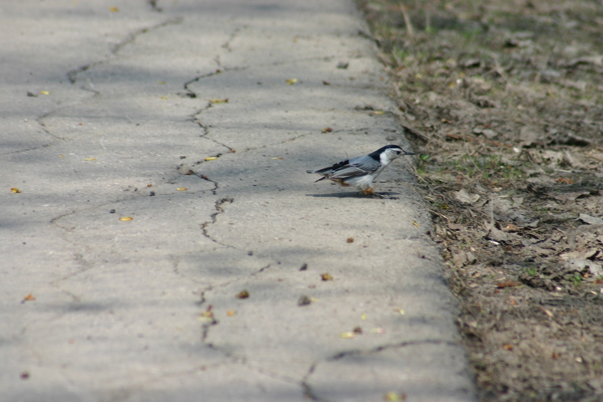 White-breasted Nuthatch - ML618273158