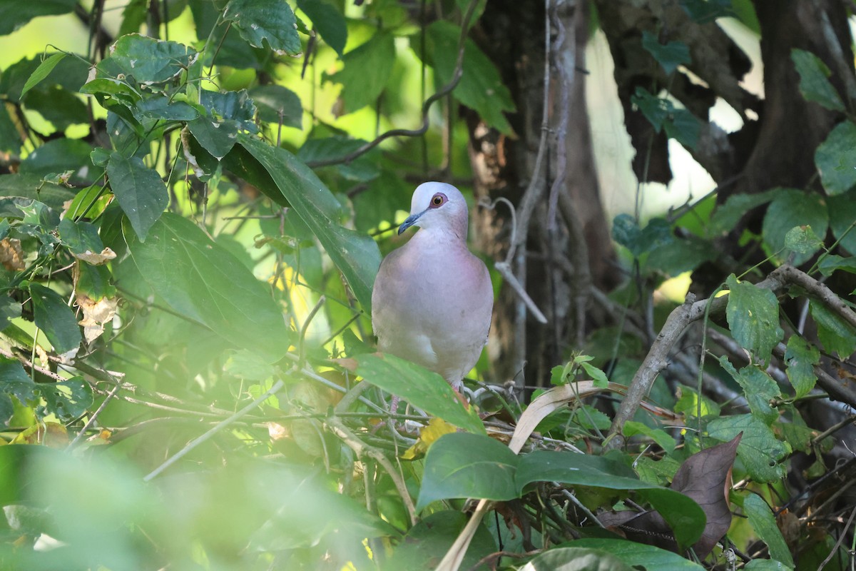 Caribbean Dove - carlos grande flores