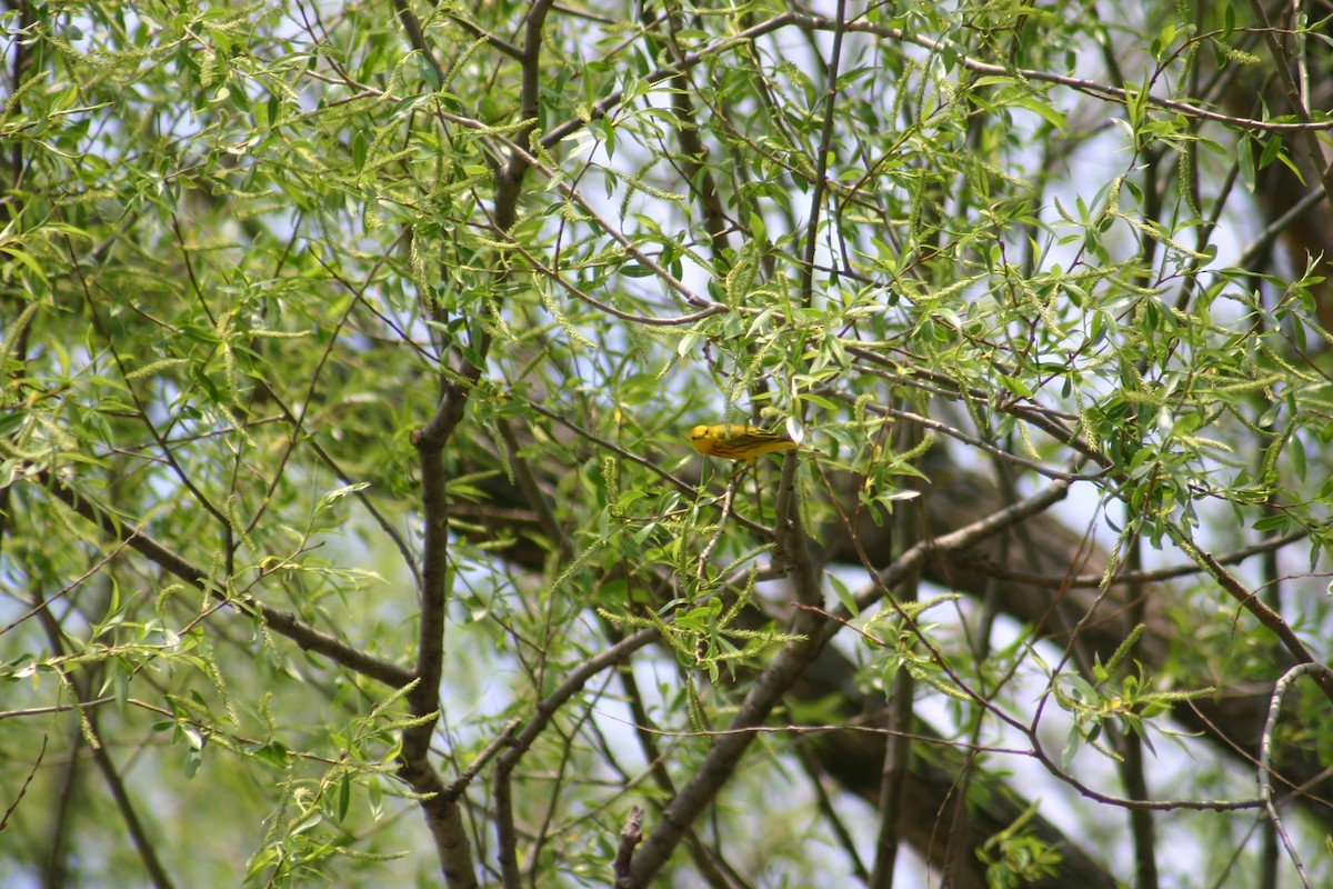 Yellow Warbler - ML618273169