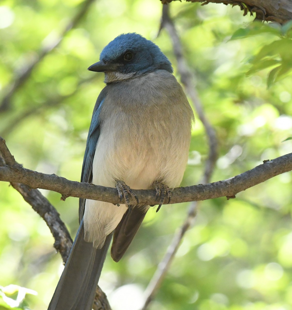 Mexican Jay - ML618273189