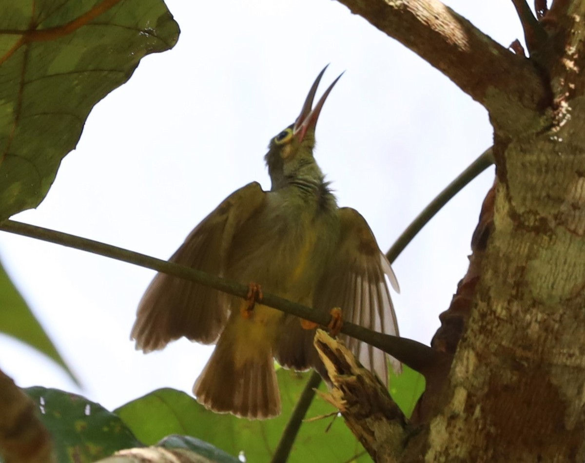 Spectacled Spiderhunter - Lai Peng Chiang