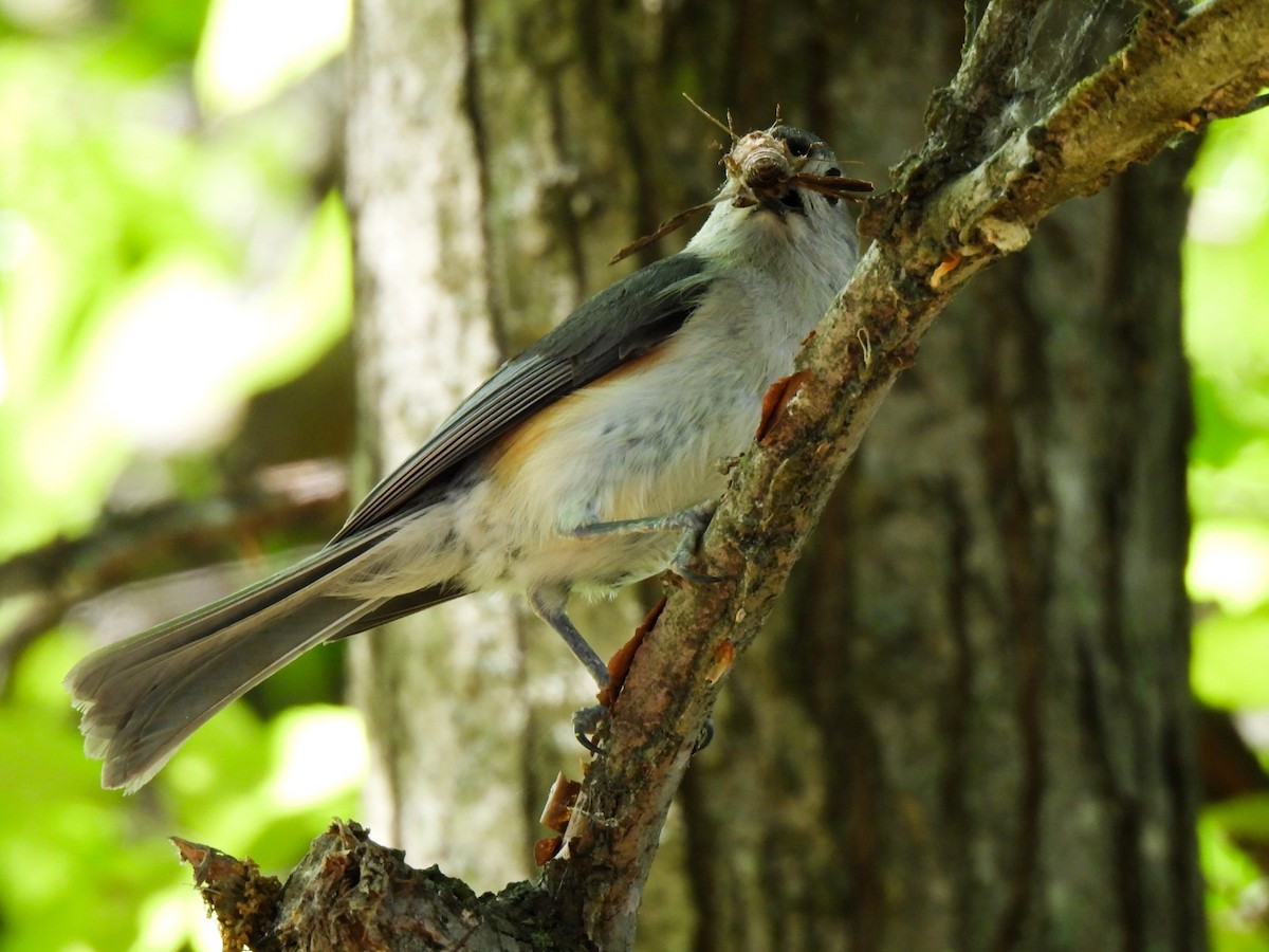 Tufted Titmouse - Sophie Dismukes