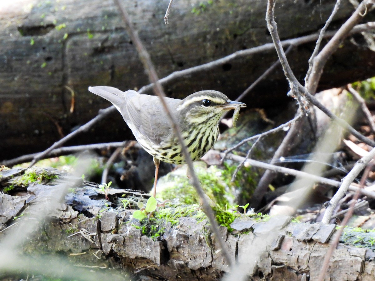 Northern Waterthrush - Sophie Dismukes